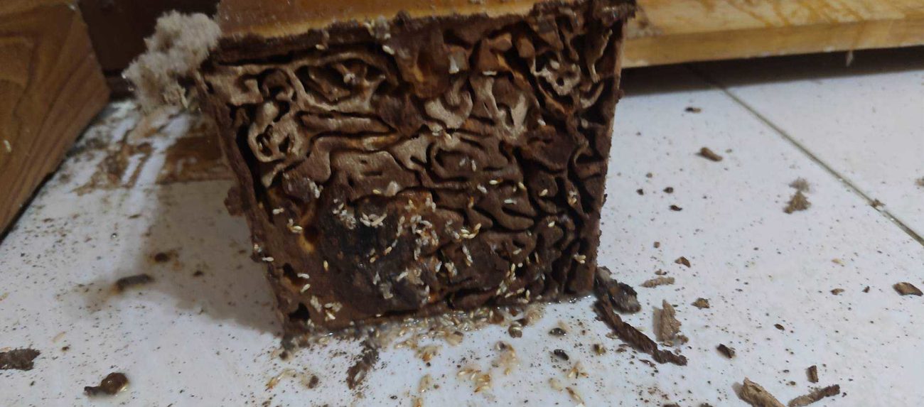 木料內部被蛀成蜂巢狀