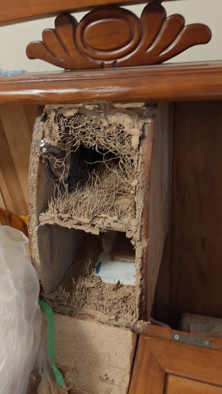 木櫃內被白蟻蛀空