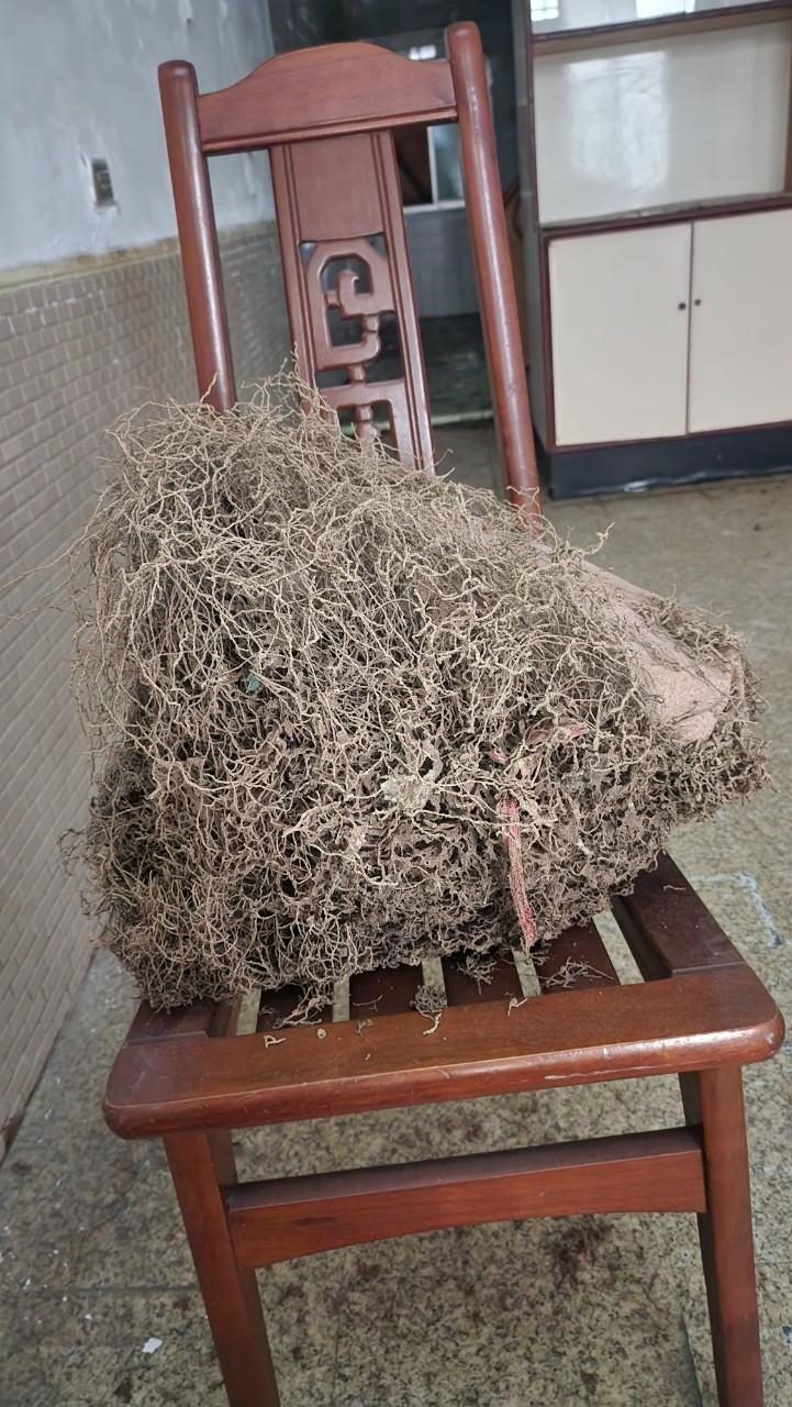 從櫃子裡取出的白蟻巢