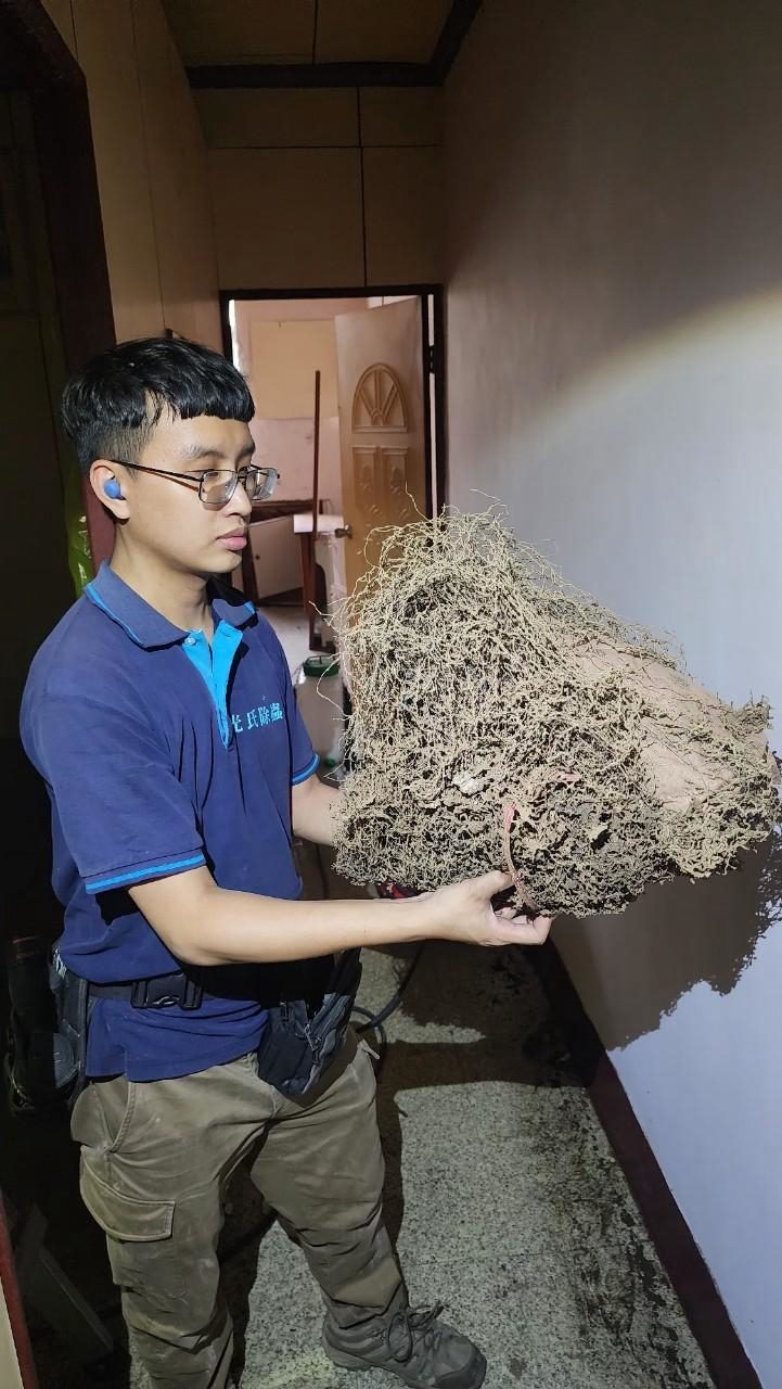 光氏師傅抱著拆下的白蟻巢