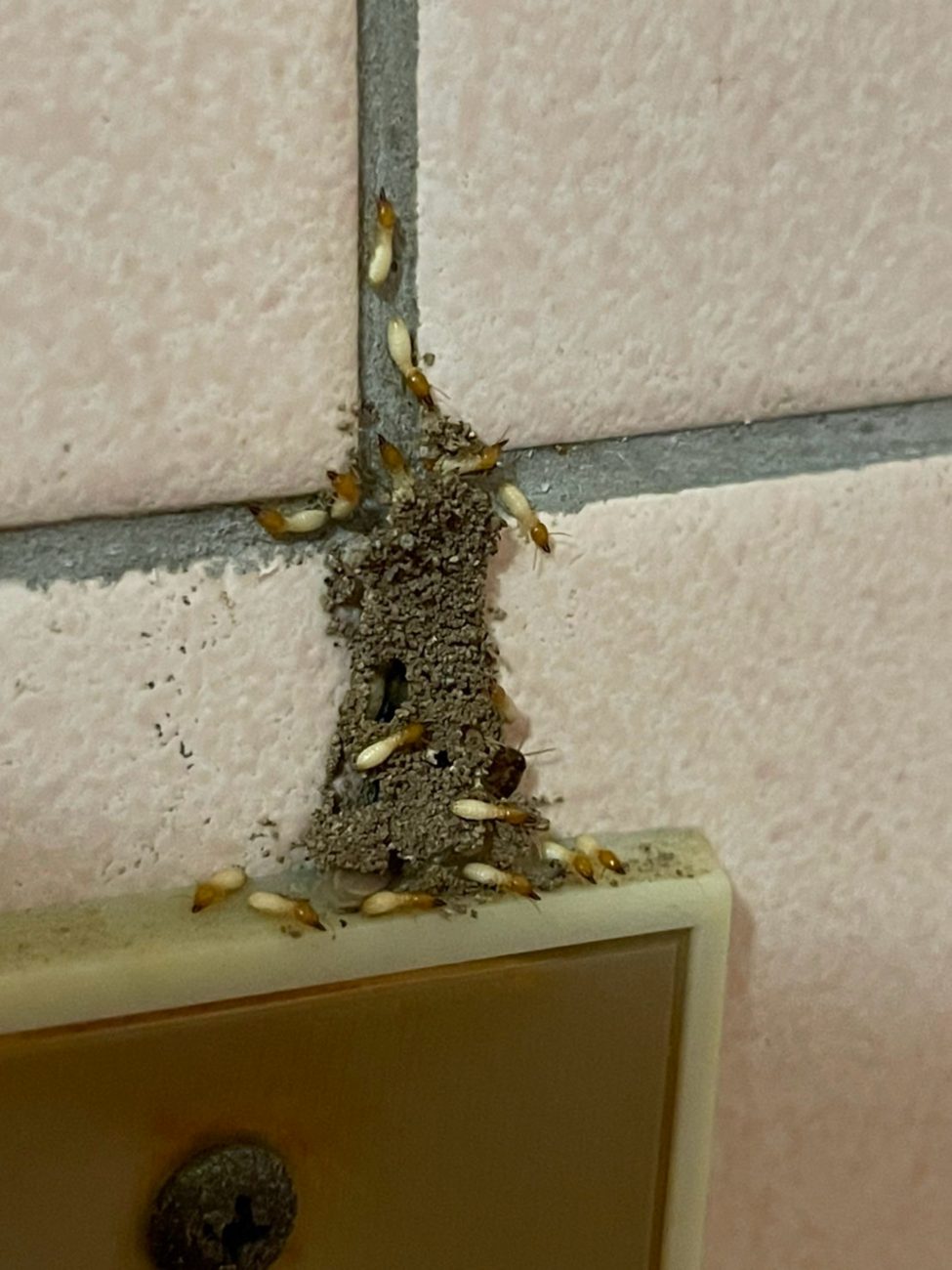 磁磚牆面與插座旁的白蟻泥道