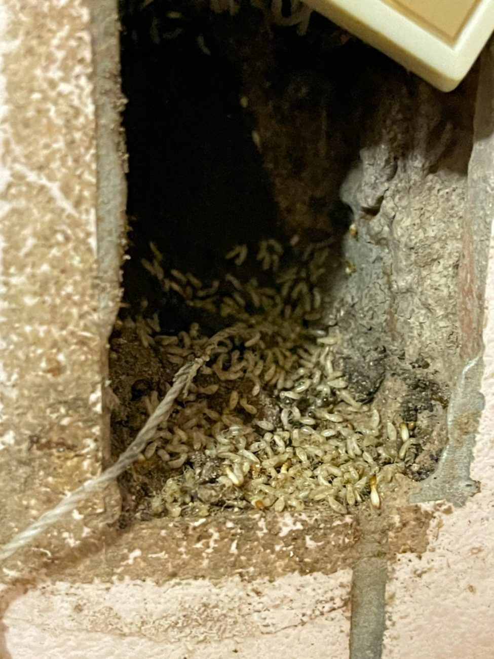 牆內木料被蛀空