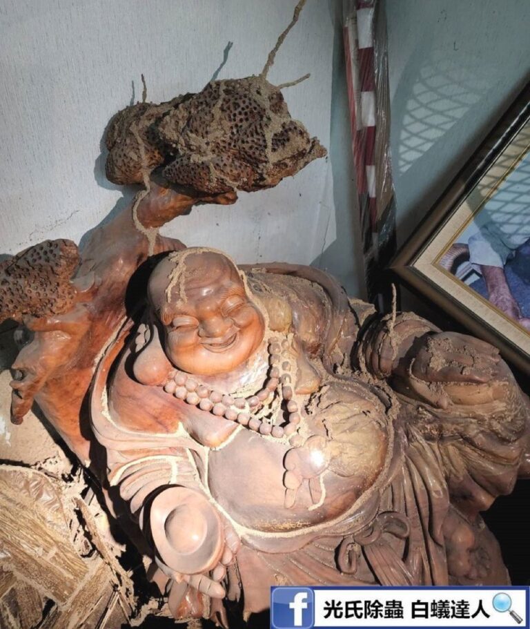 光氏除蟲白蟻防治實績：神像白蟻防治