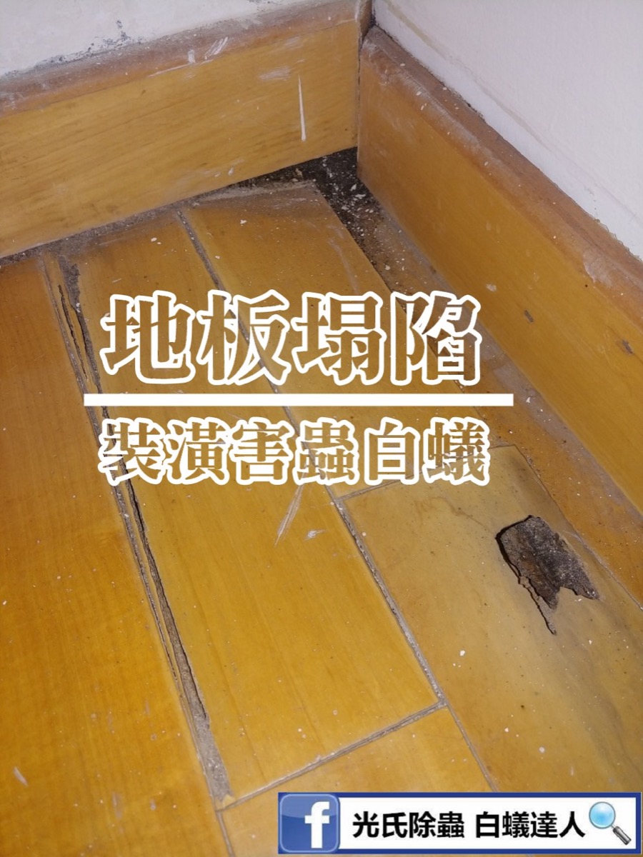 裝潢害蟲 白蟻