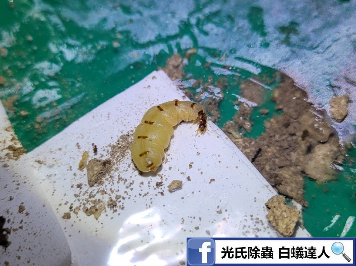 白蟻蟻后