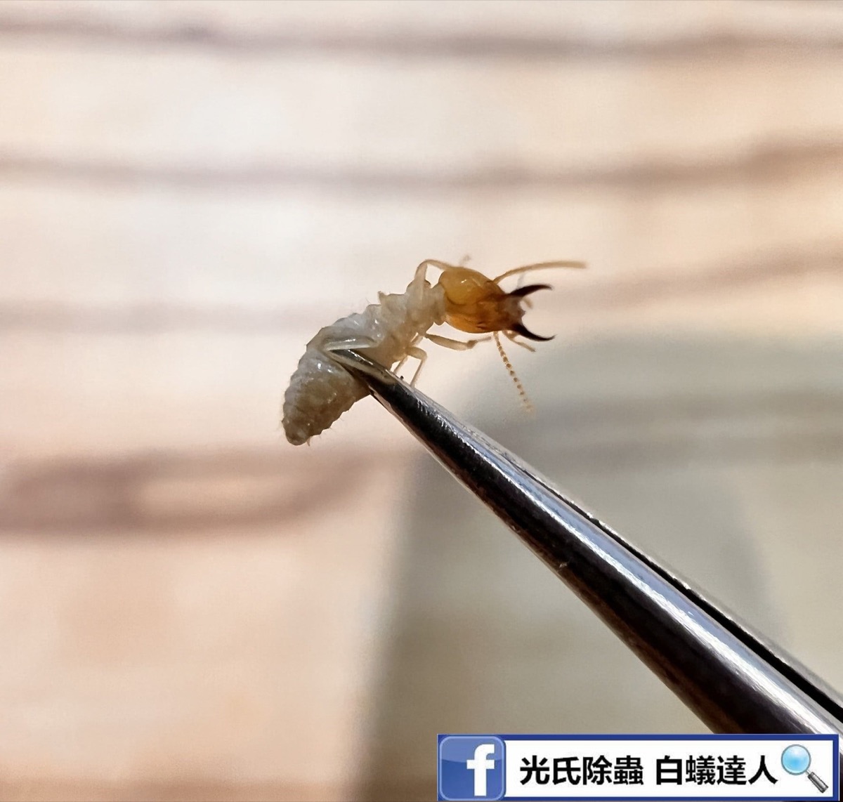 白蟻本尊