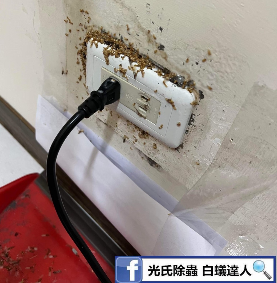 插頭白蟻