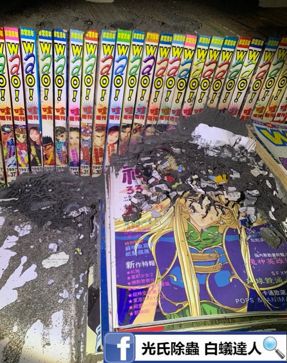 書本白蟻