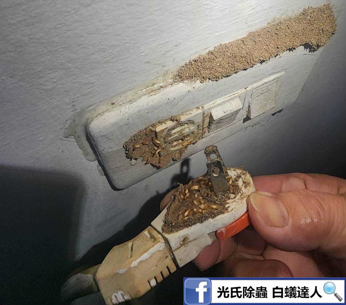 插座白蟻