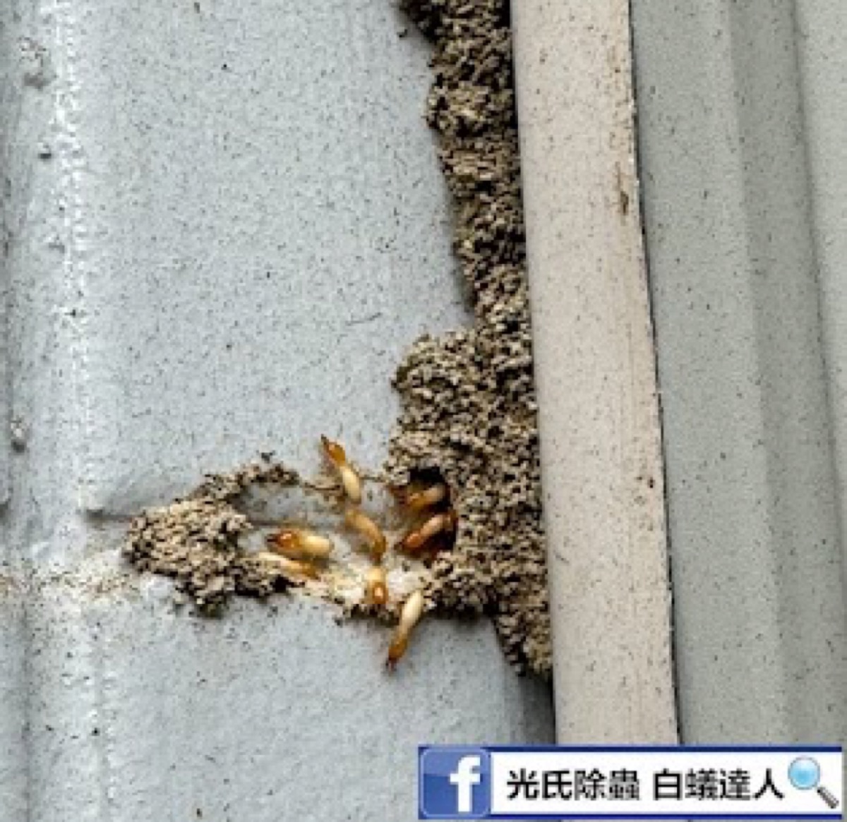 白蟻實績