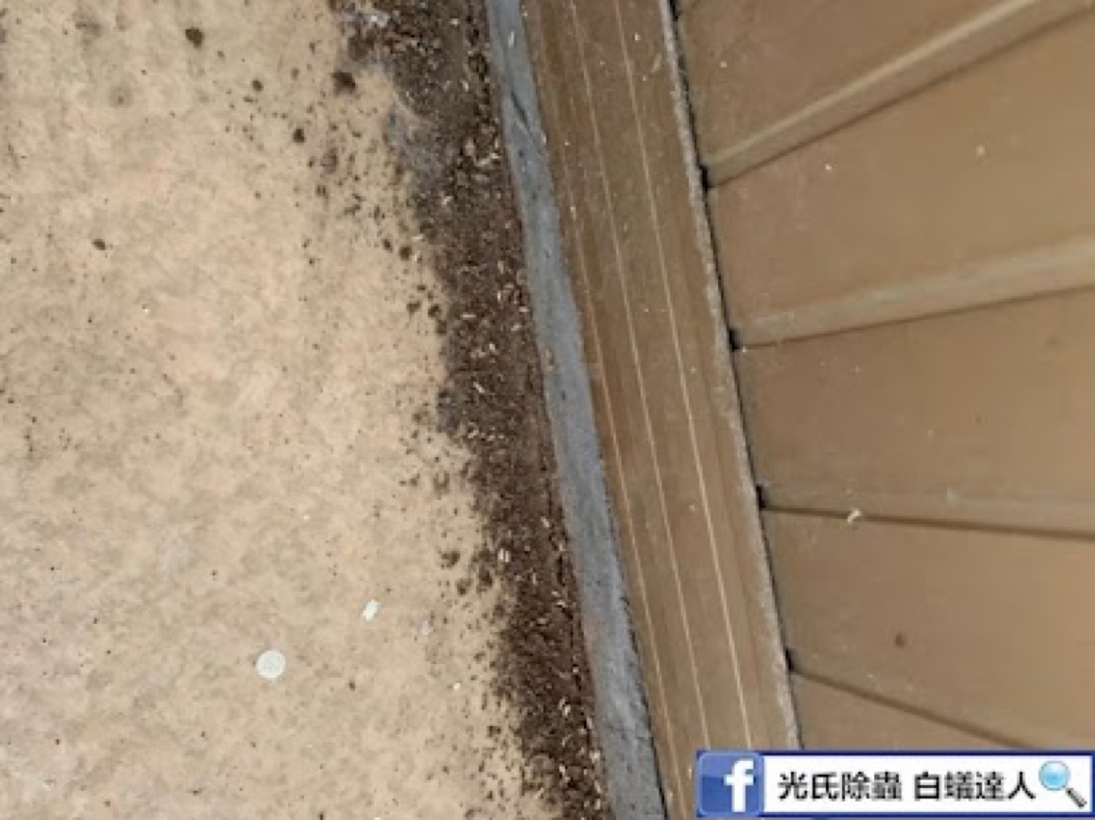 白蟻實績