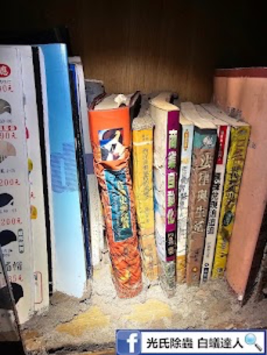 書本白蟻