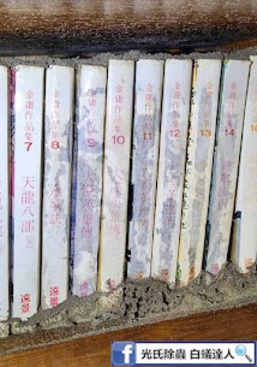書本白蟻