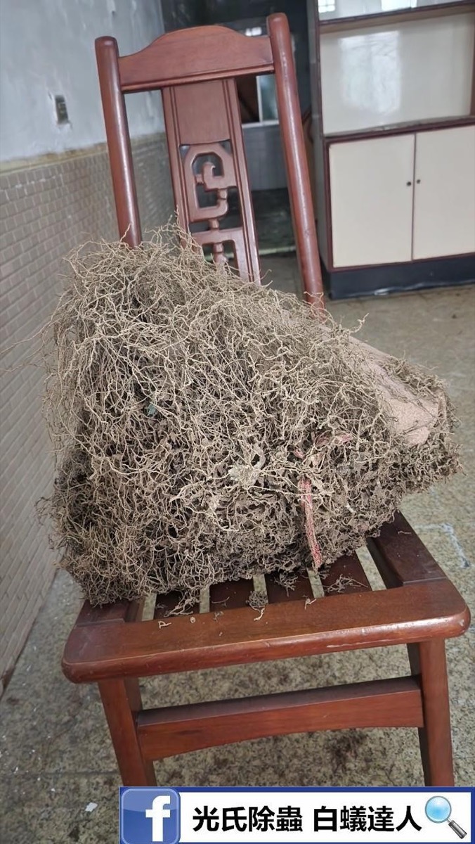 家中蟻窩