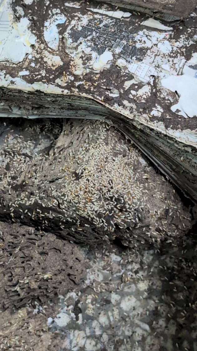 高雄新興區：白蟻蛀蝕木料