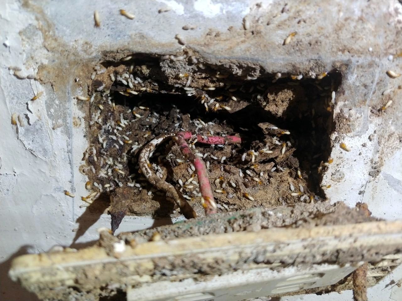 插座孔內大量白蟻與泥土,電線外露