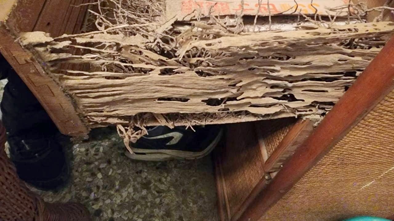 被白蟻蛀成一片片層狀的木料，只剩木紋
