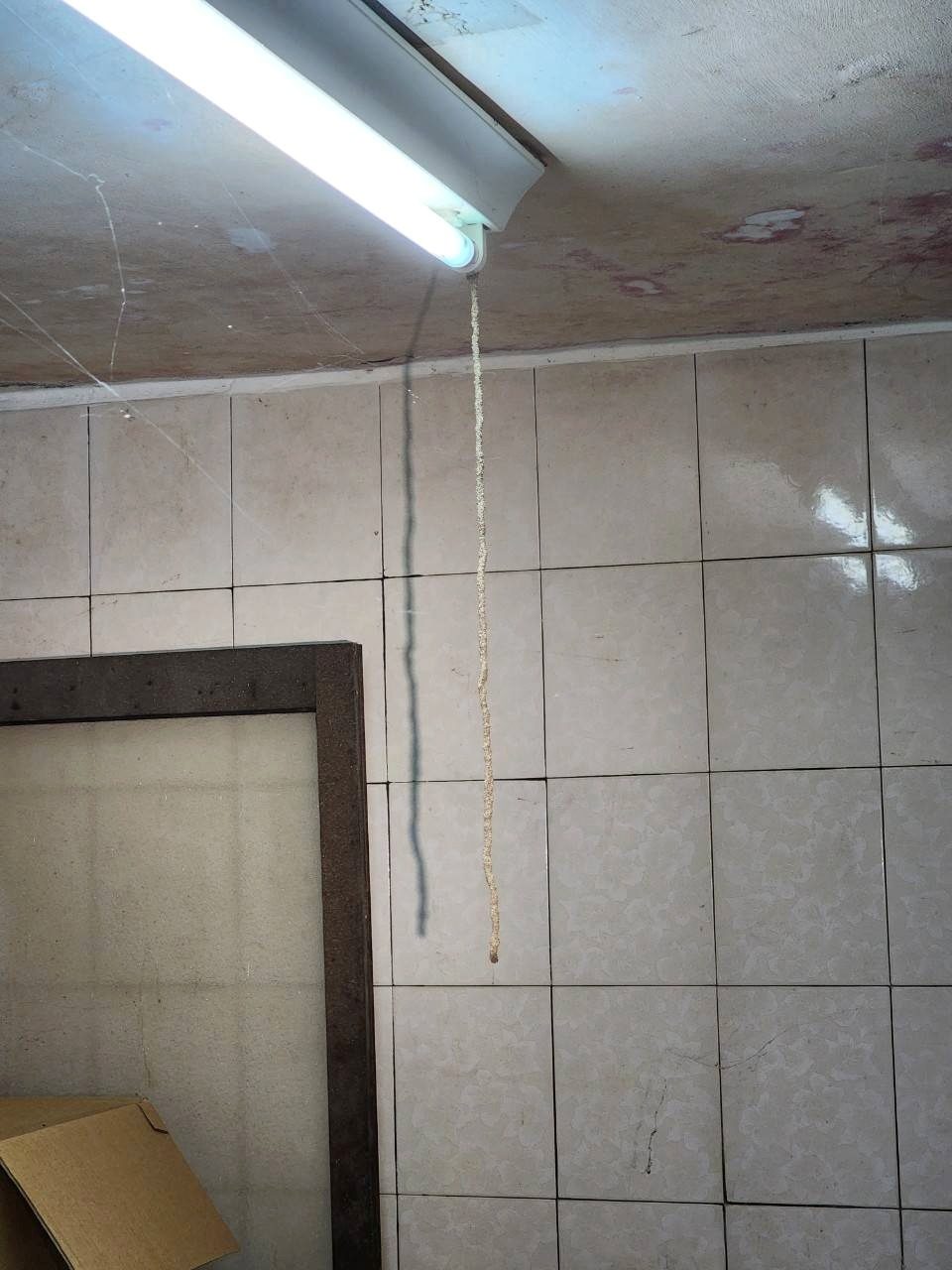 從天花板垂下來的懸空白蟻蟻道