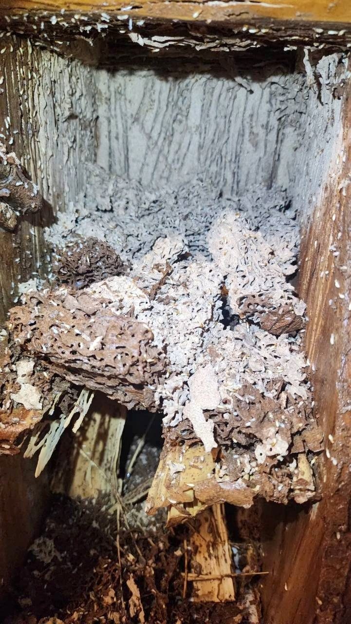 木櫃夾層內的蜂巢狀白蟻巢與大量白蟻