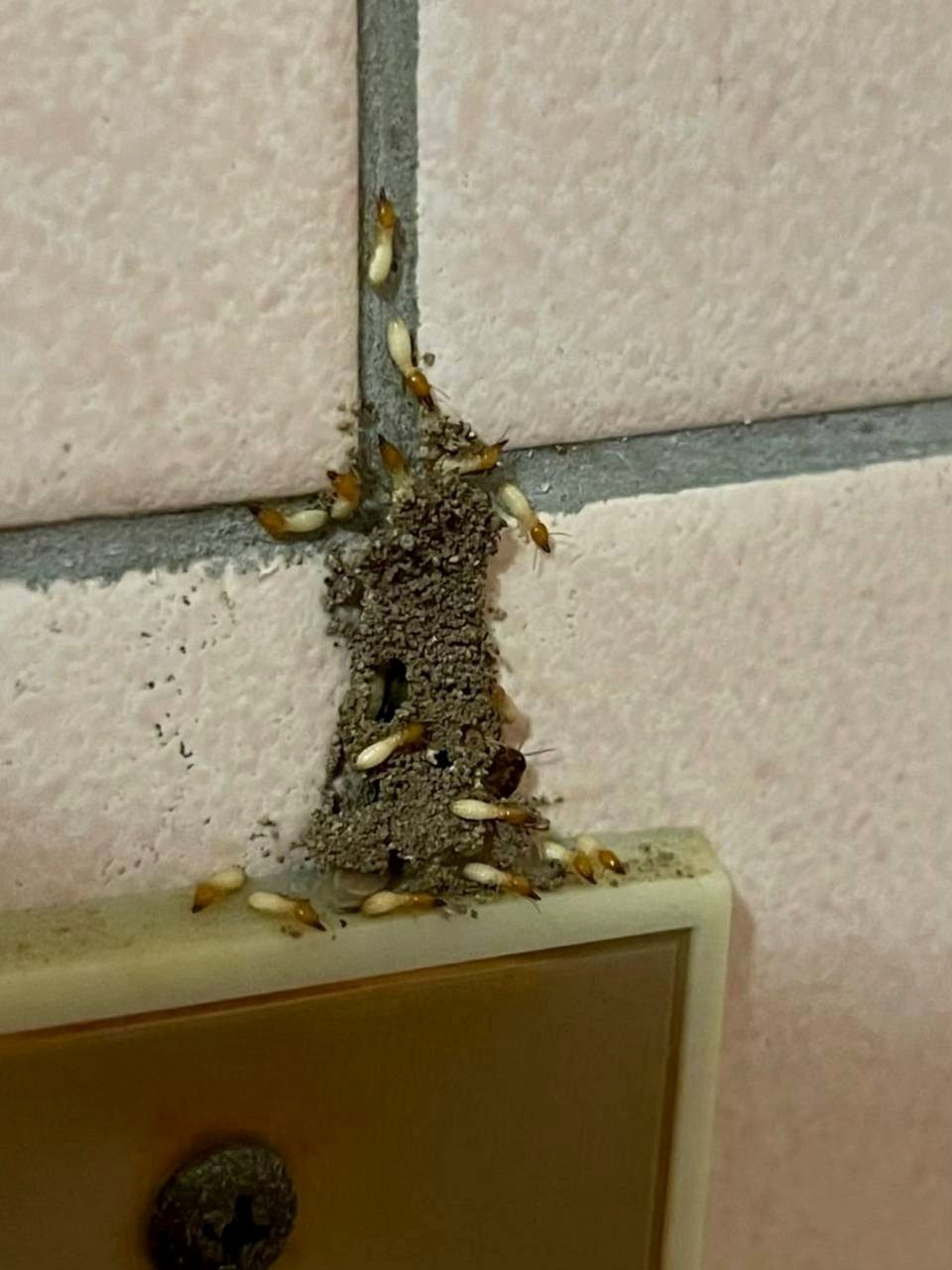 磁磚牆上的白蟻蟻道破口，工蟻與兵蟻清楚可見