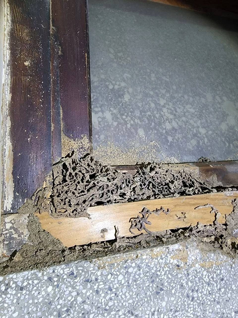 木窗框下緣被白蟻泥土包覆、木料蛀爛