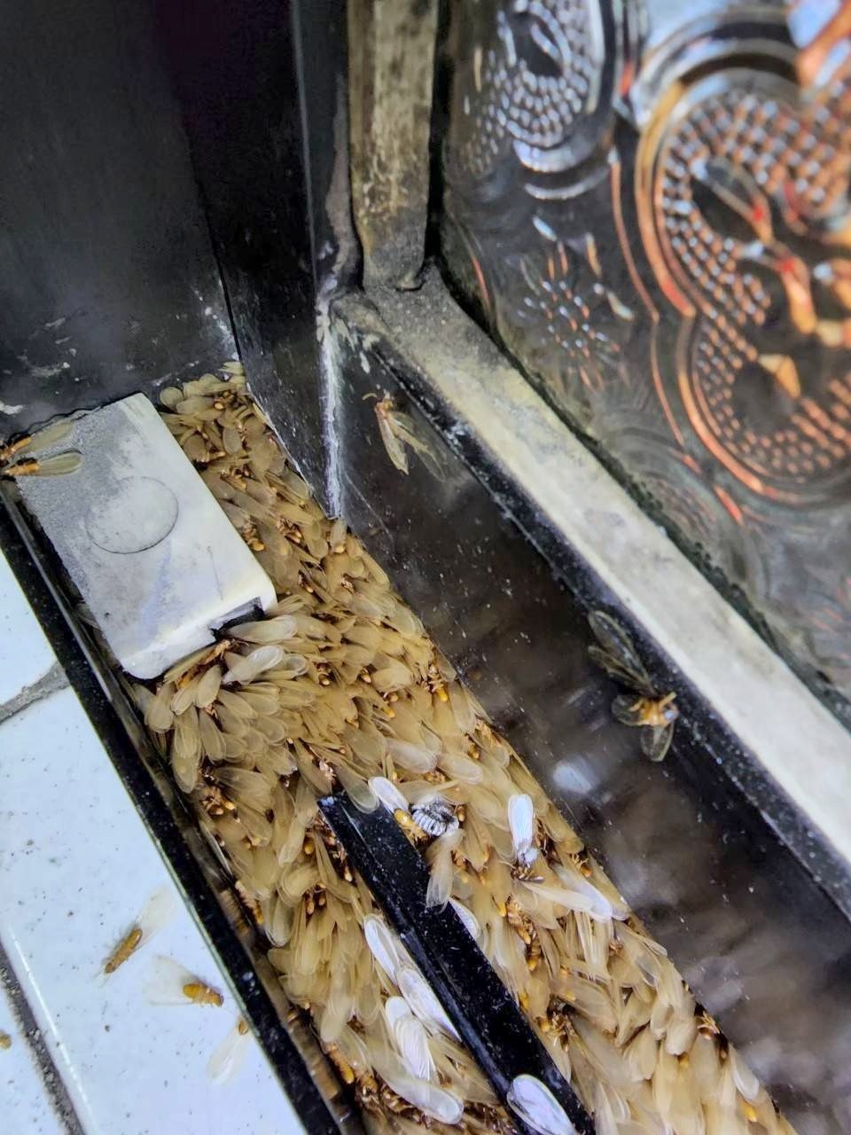 窗框軌道裡堆滿白蟻有翅繁殖蟻