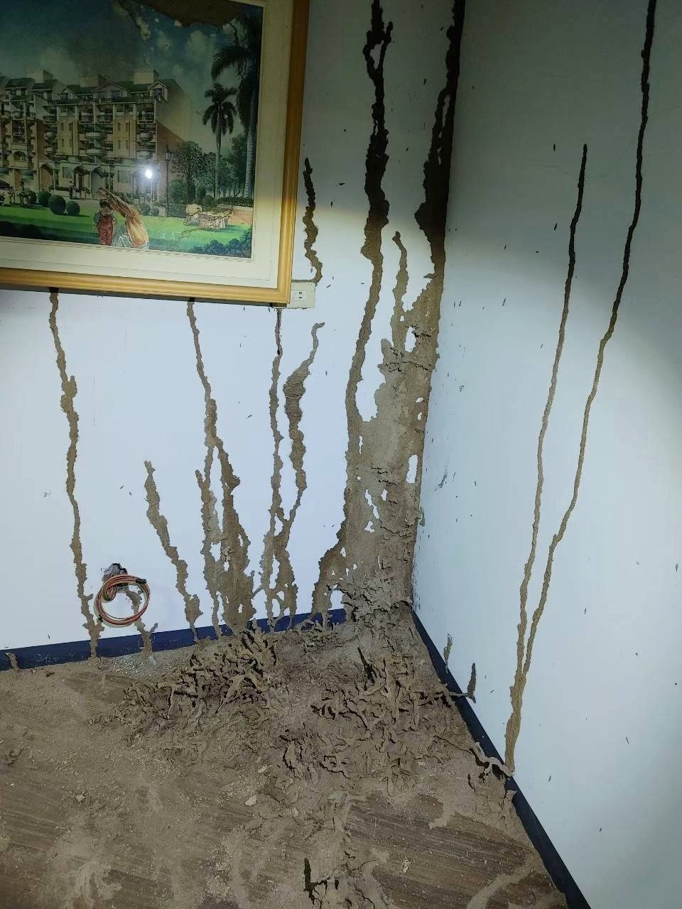 房間牆角多條垂直白蟻蟻道從地面往上爬