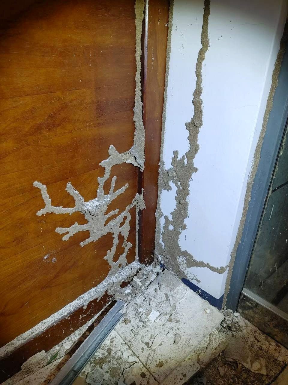 木門框與牆角交界的大片樹枝狀白蟻蟻道