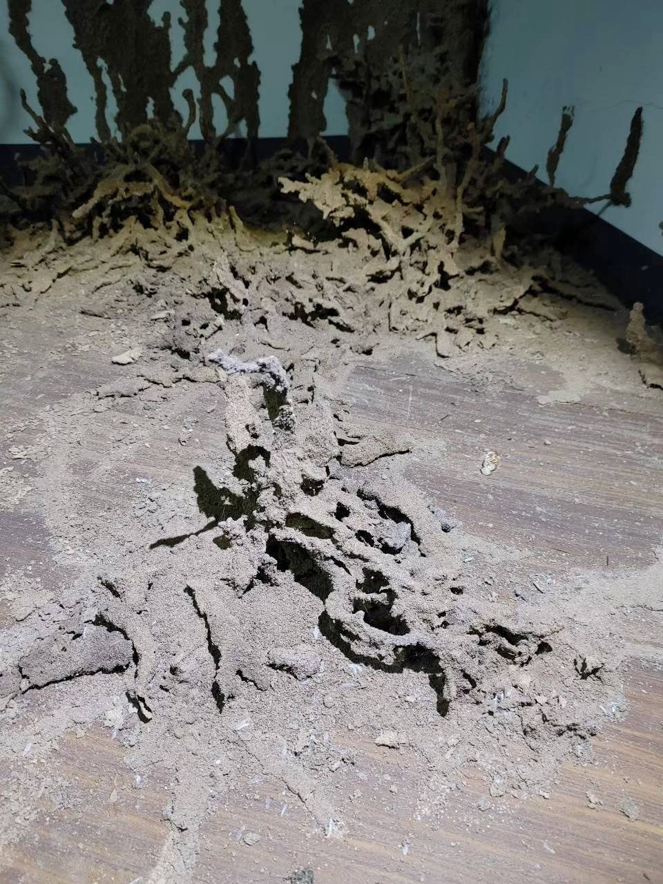 木地板上整片隆起的白蟻泥土蟻道
