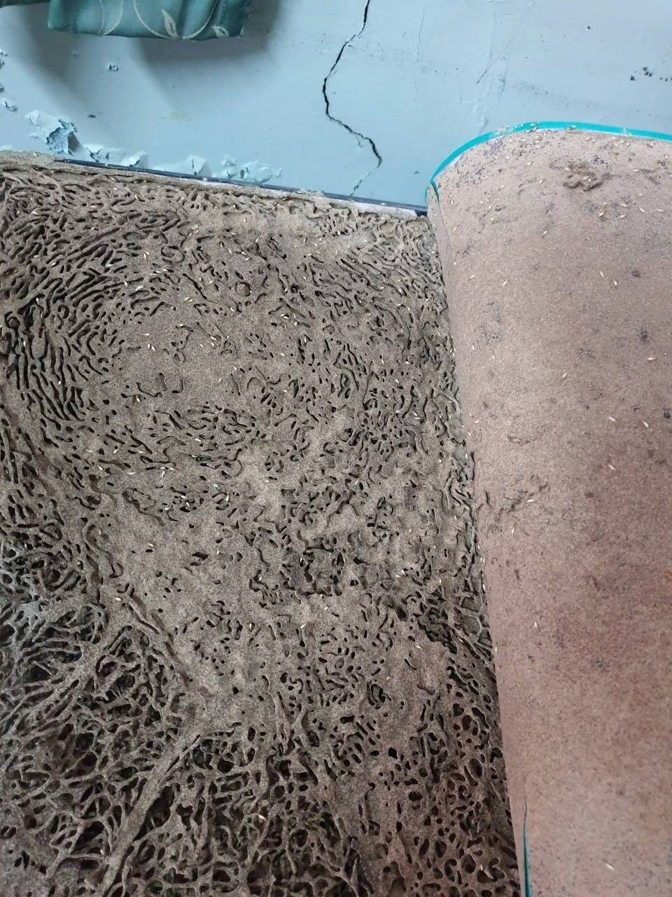 掀開地毯，底面被白蟻蛀成網狀蟻道