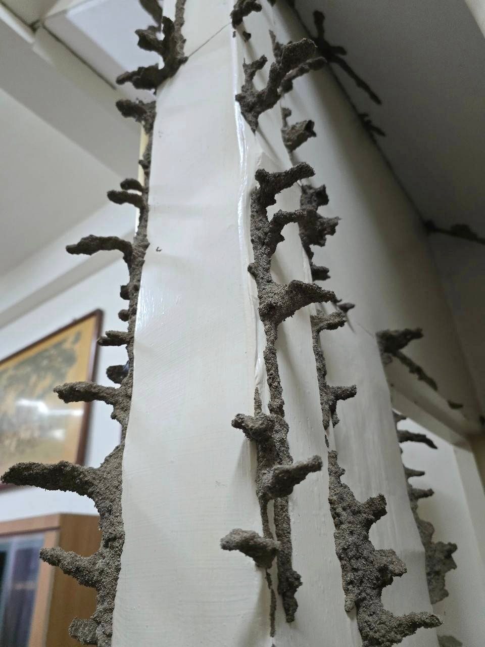白色柱面上密集的樹枝狀白蟻泥土蟻道